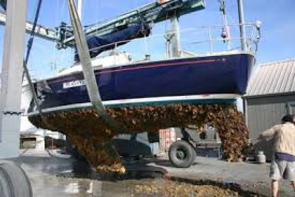 Yachting New Zealand