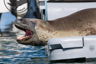 leopard seal