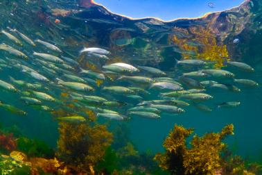 Hauraki Gulf