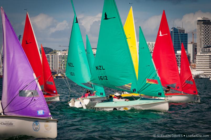 Thirteen sailors will compete in the Sailability Auckland national championships. 