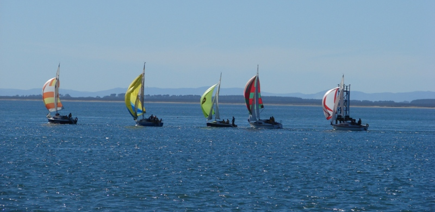 bluff oyster regatta yachts